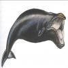 黑露脊鲸