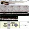 透明斑马鱼胚胎解剖学结构